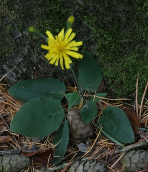 Ein gelb blühendes Hieracium, das oft an lichten. trockenen Standorten des Waldes aufwachsen kann.
https://de.wikipedia.org/wiki/Wald-Habichtskraut

Aufnameort: Eiershausen Hirschberg Waldrand
Kamera: Canon EOS 700D