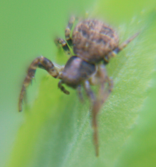 Eine Krabbenspinne, die bräunlich gefärbt ist.
https://de.wikipedia.org/wiki/Xysticus_lanio

Aufnameort: Eiershausen Parkplatz Friedhof Eiershausen
Kamera: Canon EOS 700D