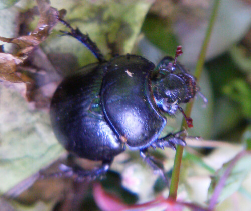 wald-mistkafer-anoplotrupes-st-10932.jpeg