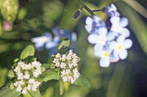 wald-vergissmeinnicht-myosotis-20721.jpeg