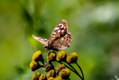 Waldbrettspiel (Parage aegeria):

Dieses Waldbrettspiel wurde auf einem Spaziergang an der Sophienhöhe fotografiert.

Aufnameort: Sophienhöhe bei Hambach
Kamera: Canon EOS 2000D