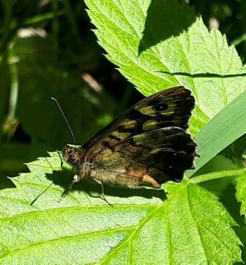 Sie fliegen "vereinzelt wieder!

Aufnameort: Wertachtal bei Wald
Kamera: Pansonik Lumix TZ 71