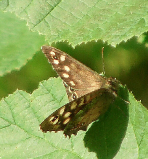 Ein Schmetterling, der im Sommer in lichten sowie laubholzreichen Wäldern gelegentlich beobachet werden kann.
http://de.wikipedia.org/wiki/Waldbrettspiel

Aufnameort: Eiershausen Hirschbergwald
Kamera: Medion Digitaler Full-HD-Camcorder mit Touchscreen Medion Life