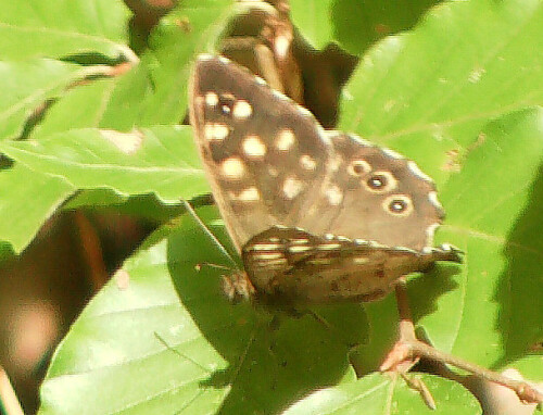 Ein Tagfalter, der zu den Edelfaltern(Nymphalidae) gehört und gerne sich auf sonnigen Waldlichtungen aufhält.
Er kann bis 1200 Meter über dem Meer vorkommen.
In Au-, Laubmisch- sowie Tocken-, seltener in Nadelwäldern kann er angetroffen werden.
http://de.wikipedia.org/wiki/Waldbrettspiel


Aufnameort: Eiershausen Hirschbergwald
Kamera: Digitaler Full-HD-Camcorder mit Touchscreen Medion Life