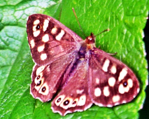 Das Waldbrettspiel ist ein Tagfalter, der zu den Augenfalter(Satyrinae) sowie den Edelfaltern(Nymphalidae) gehört.
Der Falter kommt in Nordafrika sowie Mitteleuropa bis zu Höhen von 1200 Meter über dem Meeresspiegel vor.
https://de.wikipedia.org/wiki/Waldbrettspiel

Aufnameort: Eiershausen Hirschbergwald
Kamera: Canon EOS 1300D