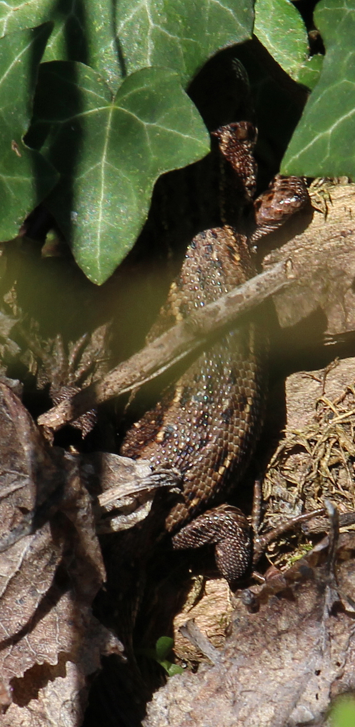 Die Waldeidechse wurde 2006 von der Deutschen Gesellschaft für Herpetologie und Terrarienkunde als Reptil des Jahres ernannt.
https://de.wikipedia.org/wiki/Waldeidechse

Aufnameort: Eiershausen Garten
Kamera: Canon EOS 700D