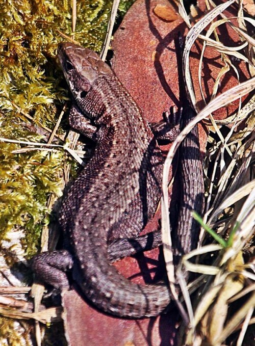 Die Waldeidechse dringt als Reptil weit nach Norden vor.
(Am Varanger-Fjord bis zu dem 70. Breitengrad)
Sie ist nach dem Bundesnaturschutzgesetz sowie nach der Bundesartenschutzverordnung besonders geschützt, wird aber in der Roten Liste Deutschland als nicht gefährdet geführt.
Waldeidechsen können von Schlangen(z. B. Ringelnattern) Greifvögeln, Mardern oder Wildschweinen gefressen werden. Auch streunende oder freilaufende Hauskatzen können sie töten.
(Hier dürfte es sich wohl aufgrund ihres gemeinsamen Sonnenbades um das Muttertier beider vorheriger, junger Waldeidechsen handeln.)
https://de.wikipedia.org/wiki/Waldeidechse

Aufnameort: Eiershausen Waldrand Hirschberg
Kamera: Canon EOS 1300D