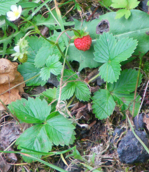 walderdbeere-fragaria-vesca-l-10931.jpeg