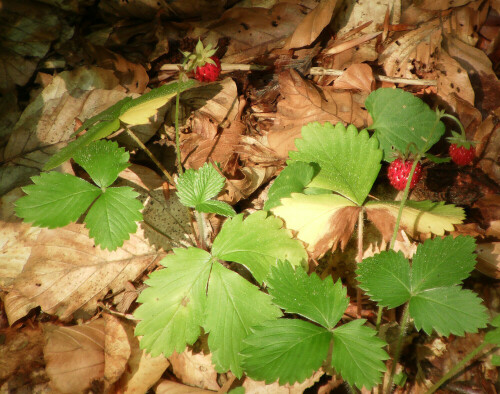 Eine Erdbeere des Waldes
http://de.wikipedia.org/wiki/Wald-Erdbeere

Aufnameort: Eiershausen Hirschbergwald
Kamera: Medion Digitaler Full-HD-Camcorder mit Touchscreen Medion Life