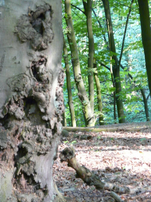 

Aufnameort: Wald Westerholt i.W.
Kamera: Lumix FZ 18