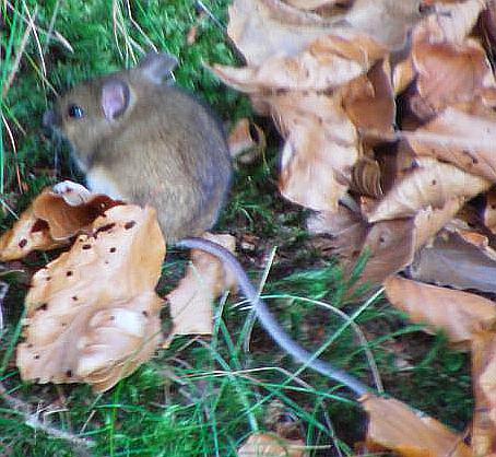 Waldmäuse gehören zu den Langschwanzmäusen(Muridae).
Sie gehört zu den häufigsten Säugetierarten Europas und ist daher nicht gefährdet.
http://de.wikipedia.org/wiki/Waldmaus

Aufnameort: Eiershausen Hirschbergwald
Kamera: Digitaler Full-HD-Camcorder mit Touchscreen Medion Life