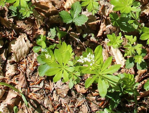 waldmeister-galium-odoratum-l-13938.jpeg