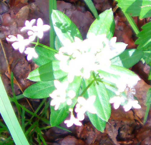 Ein Galiumgewächs, das auch früher z. B. zu Bowlen genutzt wurde.
http://de.wikipedia.org/wiki/Waldmeister

Aufnameort: Eiershausen Hirschbergwald
Kamera: Medion Digitaler Full-HD-Camcorder mit Touchscreen Medion Life