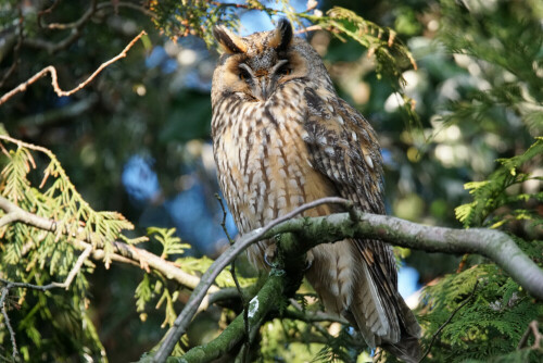 Diese Waldohreule ruht mit ca. 30 anderen Individuen in einem Baum mitten in einer Stadt. Sonst kommt man nicht so nah an diese Vögel ran, deshalb ist das schon ein besonderes Erlebnis diese Waldohreulen so schön beobachten zu können. Die Tiere ließen sich dabei von den rund 10 Beobachtern nicht im Geringsten stören

Aufnameort: Kreis Wesermarsch
Kamera: Sony Alpha 77II