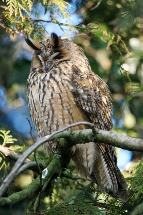 Diese Waldohreule ruht mit ca. 30 anderen Individuen in einem Baum mitten in einer Stadt. Sonst kommt man nicht so nah an diese Vögel ran, deshalb ist das schon ein besonderes Erlebnis diese Waldohreulen so schön beobachten zu können. Die Tiere ließen sich dabei von den rund 10 Beobachtern nicht im Geringsten stören

Aufnameort: Kreis Wesermarsch
Kamera: Sony Alpha 77II