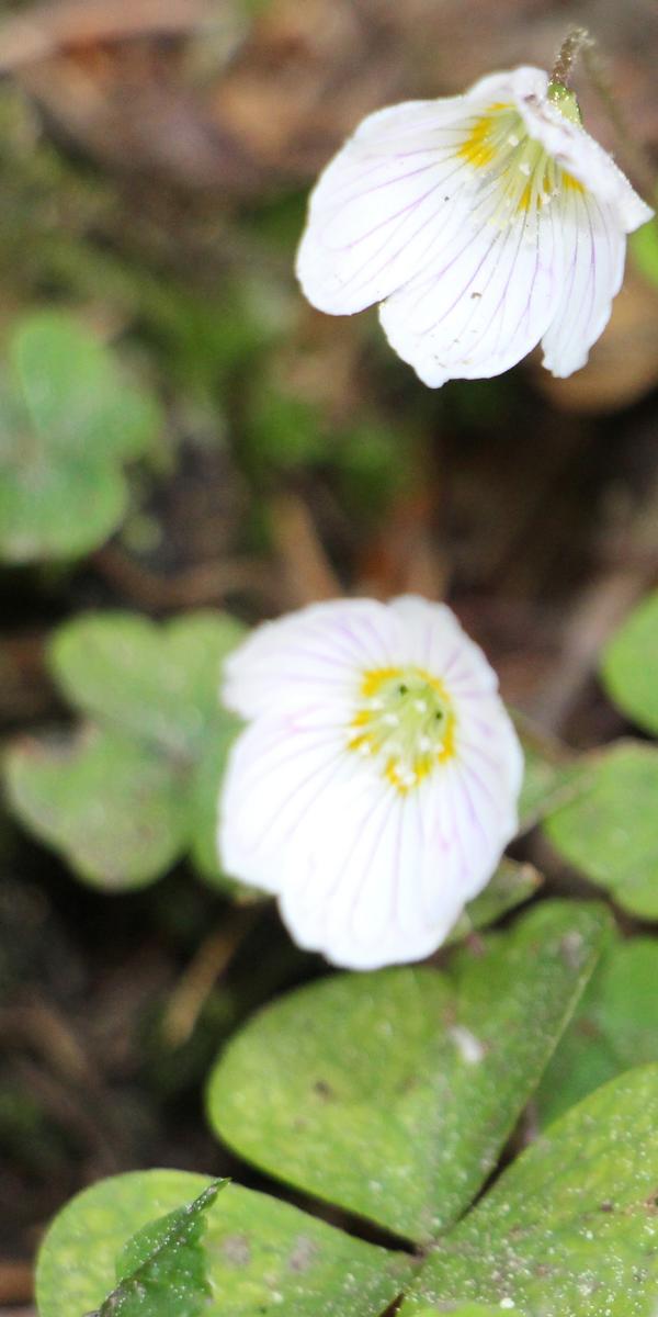 Beim Waldsauerklee handelt es sich um eine Reliktart.
http://de.wikipedia.org/wiki/Waldsauerklee

Aufnameort: Eiershausen Hirschbergwald
Kamera: Canon EOS 700D