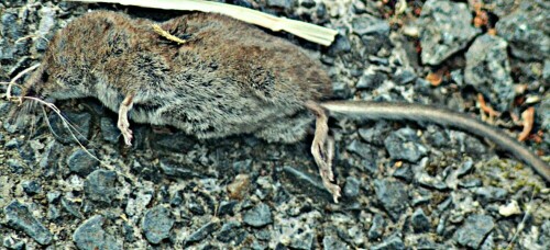 Die Waldspitzmaus besiedelt große Regionen von Asien sowie Europa.
Sie hält sich auch in Feuchtwiesen wie auch Wäldern auf.
https://de.wikipedia.org/wiki/Waldspitzmaus

Aufnameort: Friedhofshalle Parkplatzfläche
Kamera: Canon EOS 1300D