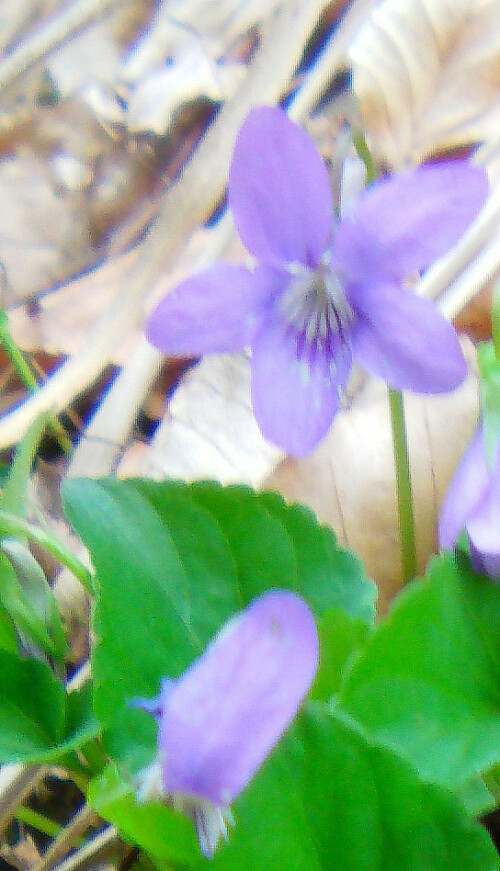 Ein Veilchen, das gerne in Waldlichtungen, -säumen o. ä. wächst.
http://de.wikipedia.org/wiki/Wald-Veilchen

Aufnameort: Eiershausen Hirschbergwald
Kamera: Medion Digitaler Full-HD-Camcorder mit Touchscreen Medion Life