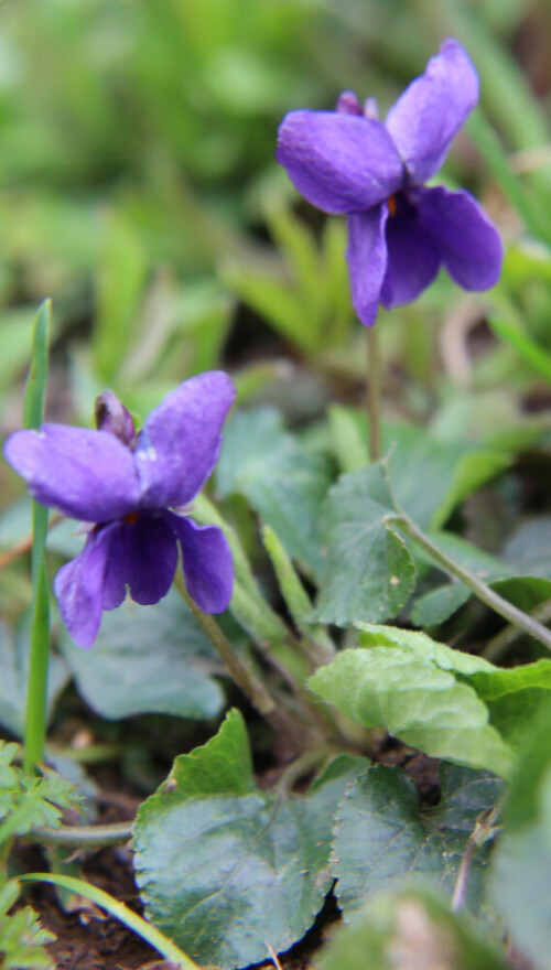 waldveilchen-viola-reichenbachiana-boreau-16716.jpeg