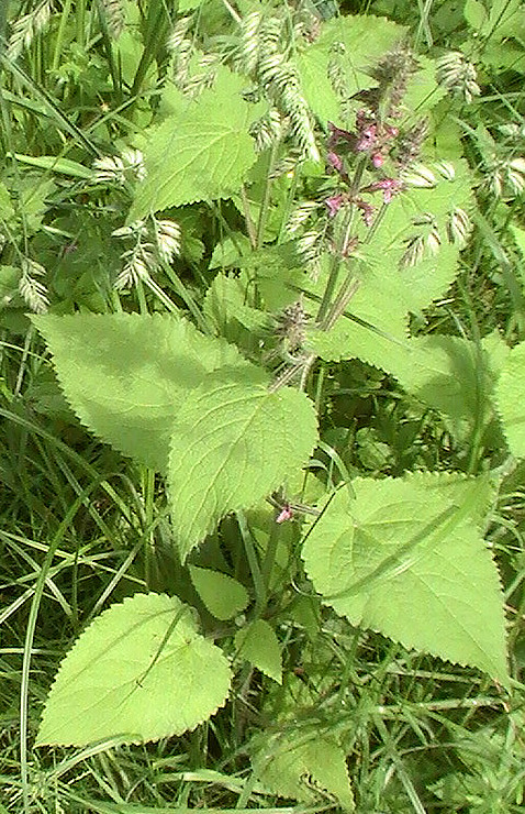 waldziest-stachys-sylvatica-l-1-12588.jpeg