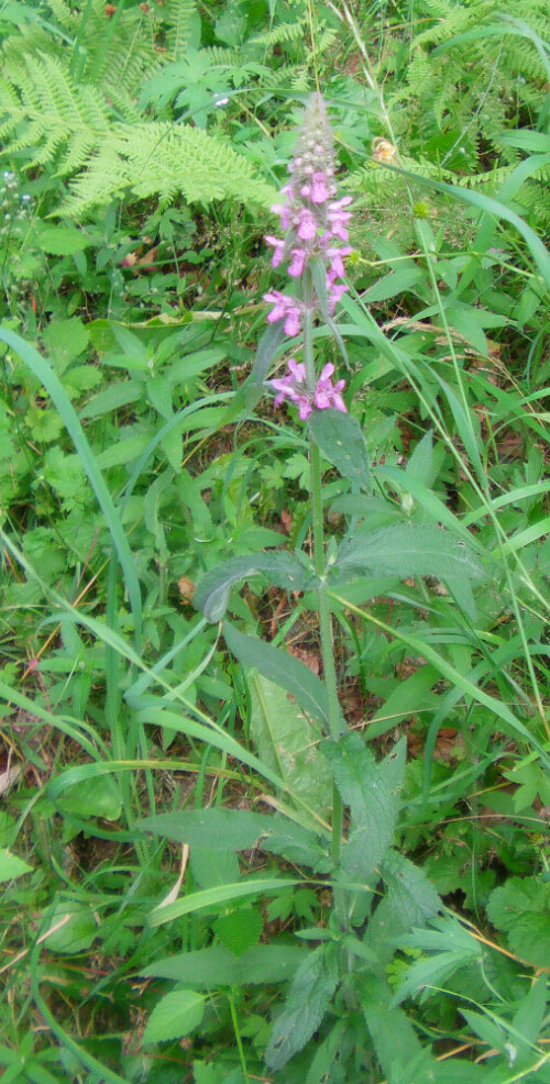 waldziest-stachys-sylvatica-l-11791.jpeg