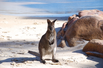 Wallaby im Freycinet Nationalpark

Aufnameort: Australien, Tasmanien
Kamera: Nikon D80