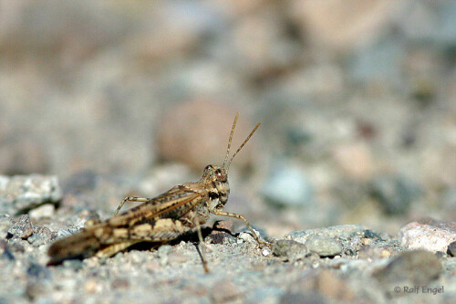 

Aufnameort: Namibia
Kamera: CANON D60