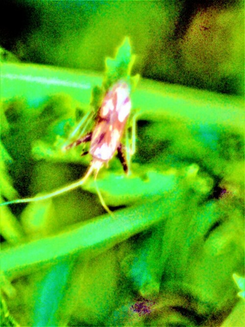 wanze-phytocoris-varipes-bohem-27253.jpeg