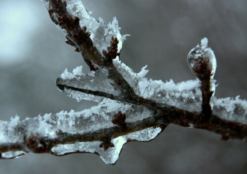 Entdeckt beim Spaziergang nach dem Eisregen im Januar 2013

Aufnameort: Modautal-Neunkirchen
Kamera: Canon 450D