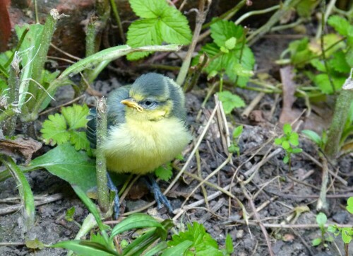 Die Blaumeisenküken waren den ersten Tag im Garten hinter unserem Haus unterwegs, bei meinen Nachbarn im Nistkasten auf dem Balkon gelang den Meiseneltern die Aufzucht. Zum Feierabend stellte ich mein Fahrrad ab und ging vorsichtig mit der Kamera näher. Man möchte stets warnen: Gebt Acht vor Nachbars Kater!

Aufnameort: Dresden-Neustadt, Hausgarten
Kamera: Panasonic - LUMIX FZ 100