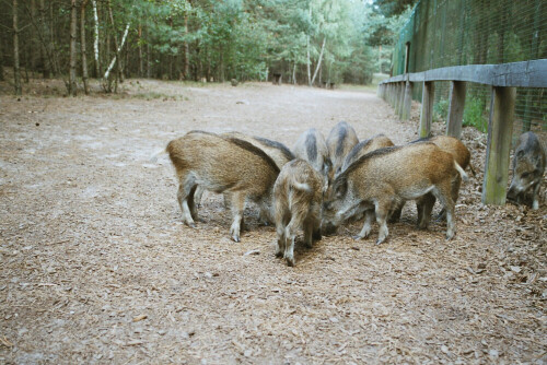 

Aufnameort: Schorfheide
