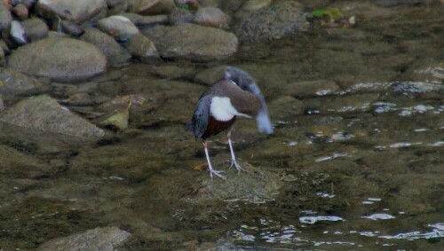 wasseramsel-cinclus-cinclus-22140.jpeg