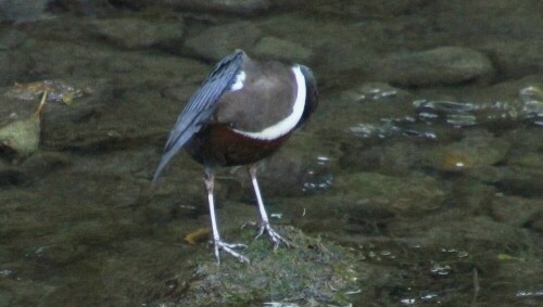 wasseramsel-cinclus-cinclus-22141.jpeg