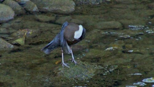 wasseramsel-cinclus-cinclus-22142.jpeg