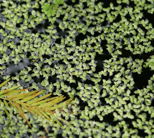 Wie ein dichter Teppich liegen die Wasserlinsen über dem Gartenteich.

Aufnameort: Lamorran Gardens Cornwall
Kamera: Sony Alpha 7/II