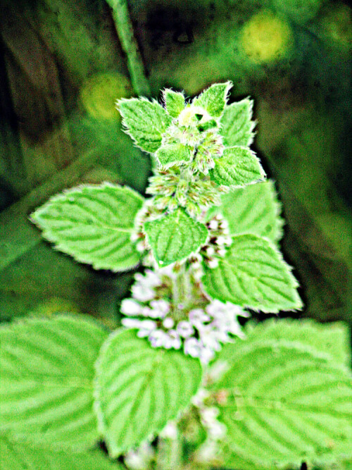 Die Wasserminze wird auch als Bachminze bezeichnet. Sei gehört zu den Lippenblütlern(Lamiaceae). Mentha aquatica wächst in grroßen Regionen Europas.
https://de.wikipedia.org/wiki/Wasserminze

Aufnameort: Eiershausen Vorgarten
Kamera: Canon EOS 1300D