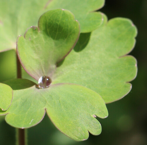 wasserperle-auf-einem-blatt-einer-akelei-aquilegia-13871.jpeg