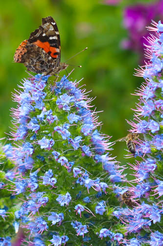 Weide für Bienen, Hummeln und Schmetterlinge

Aufnameort: La Palma
Kamera: Canon Eos 600D