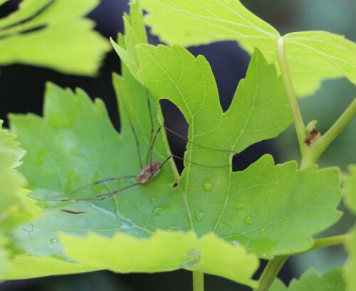 Bei Weberknechten bzw. Schneidern kann im Vergleich zu anderen Spinnen auffallen, dass ihr Vorderkörper mit dem Hinterleib zusammengewachsen ist. Jener Weberknecht hier hat vor der Witterung Zuflucht in einem Blatt einer Weinrebe(Vitis vinifera(L.)) gefunden.
https://de.wikipedia.org/wiki/Weberknechte
https://de.wikipedia.org/wiki/Weinrebe

Aufnameort: Eiershausen Garten
Kamera: Canon EOS 700D