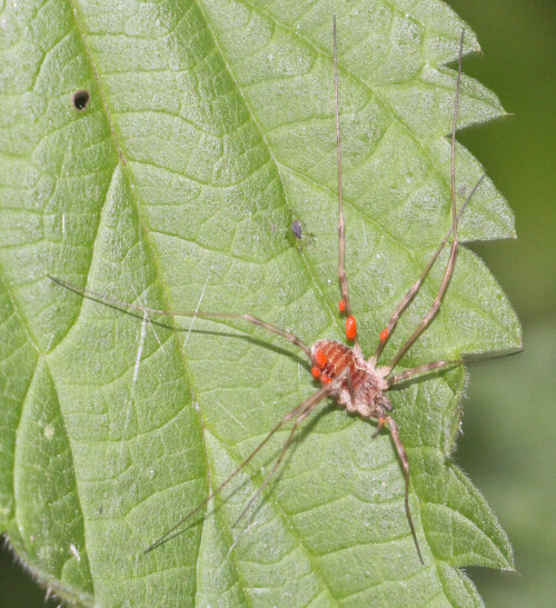 Ein Spinnentier, das von kleinen Gliederfüßlern sowie von toten Insekten ernährt. Hierbei hat es sich aber einige parasitische Larvenstadien der Samtmilbe "eingefangen."
https://de.wikipedia.org/wiki/Phalangium_opilio
https://de.wikipedia.org/wiki/Rote_Samtmilbe

Aufnameort: Eiershausen Schwarzbachtal
Kamera: Canon EOS 700D