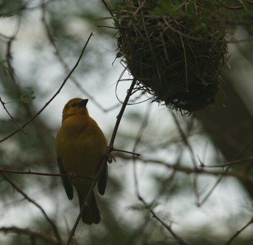 Webervögel verdanken ihren Namen der Tatsache, dass sie ein komplexes rundes Nest knüpfen können, dass sie an einem Faden in den Baum hängen.

Aufnameort: Kölner Zoo
