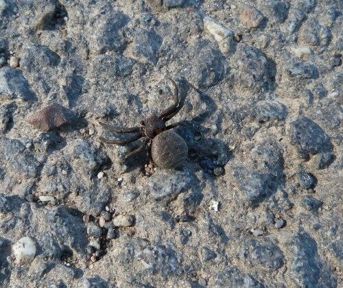 Webspinne, mitten auf der Strasse. Erst dadurch wurde ich auf sie aufmerksam.

Aufnameort: Reinheimer Teich/Odenwald
Kamera: Lumix fz 48