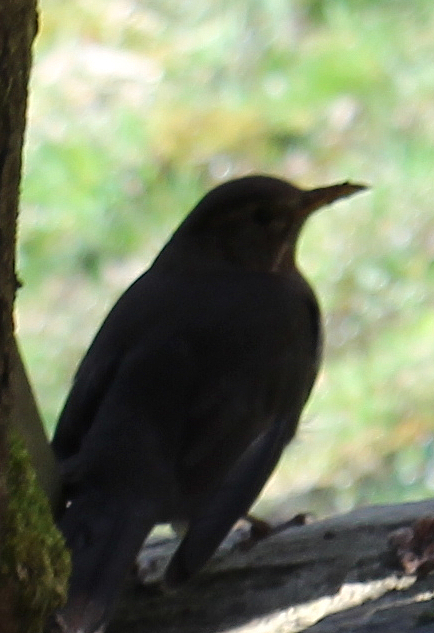 Eine weibliche Amsel hat unter einen Stoß von Holzbrettern sich eine geschützte  Nische ausgesucht, um ggf. die benachbarte Gemeindewiese im Blick zu behalten.(Siehe letztjähriges Bild zweier Amseljungen)
https://de.wikipedia.org/wiki/Amsel

Aufnameort: Eiershausen Wald- bzw. Wegesrand des Hirschbergwaldes
Kamera: Canon EOS 700D