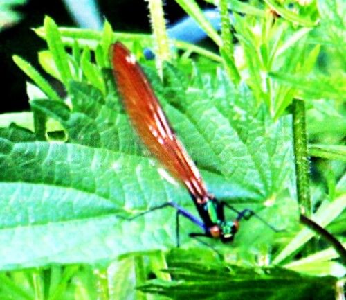 Die Blauflügel-Prachtlibelle gehört zu den Kleinlibellen.
https://de.wikipedia.org/wiki/Blauflügel-Prachtlibelle

Aufnameort: Eiershausen Lohmühlenweiher im Osten
Kamera: Canon EOS 1300D