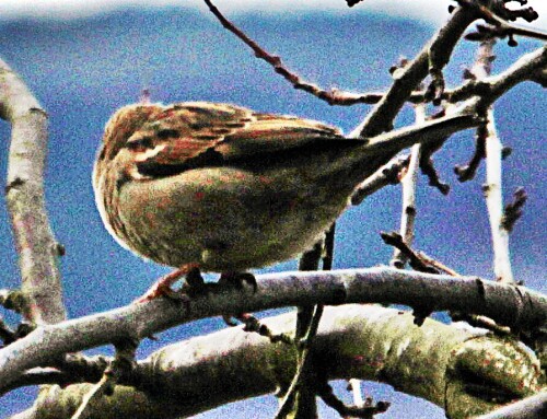 weibliche-haussperling-passer-domesticus-l-1758-19798.jpeg