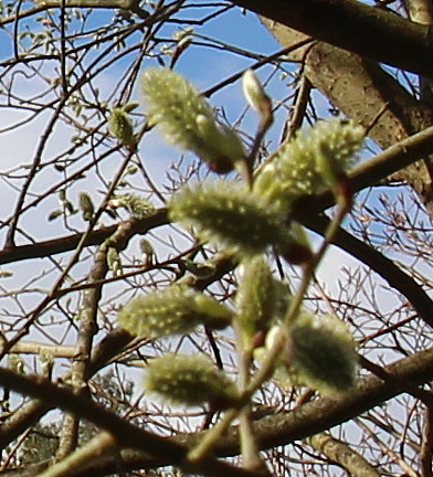 Hier nun der weibliche Blütenstand der Salweide
https://de.wikipedia.org/wiki/Sal-Weide#/media/File:Salix_caprea_013.jpg

Aufnameort: Eiershausen Hirschbergwald
Kamera: Canon EOS 700D