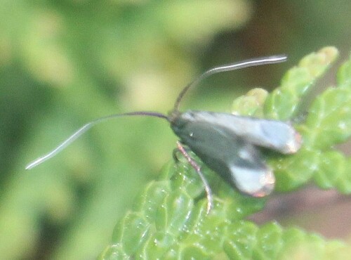 Die weiblichen Falter des Grünfühlers sind an ihren vergleichsweise kurzen Fühlern leicht erkennbar.
https://de.wikipedia.org/wiki/Adela_reaumurella
http://www.insektenbox.de/schmet/adelar.htm

Aufnameort: Eiershausen Parkplatz Friedhof
Kamera: Canon EOS 1300D