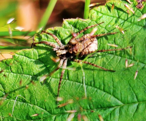 Pardosa lugubris ist eine kleine Art der Wofspinnen.
Sie kommt in der gesamten Paläarktis vor
In offener Landschaft oder in Laubwäldern hält sie sich besonders an trockenen oder mittelfeuchten Orten auf.
Ab etwas März kann jene Art Wolfspinne beobachtet werden.
Nach der Ablage ihrer Eier wird der sie umhüllende Kokon an ihre Spinnwarzen(typisch für Wolfspinnen) geheftet.
https://de.wikipedia.org/wiki/Pardosa_lugubris

Aufnameort: Eiershausen Waldrand des Hirschbergwaldes
Kamera: Canon EOS 1300D