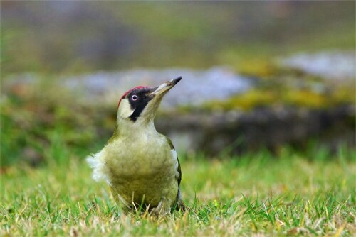 weiblicher-grunspecht-picus-viridis-von-vorne-16067.jpeg