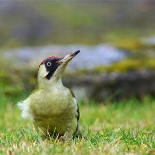 weiblicher-grunspecht-picus-viridis-von-vorne-16067